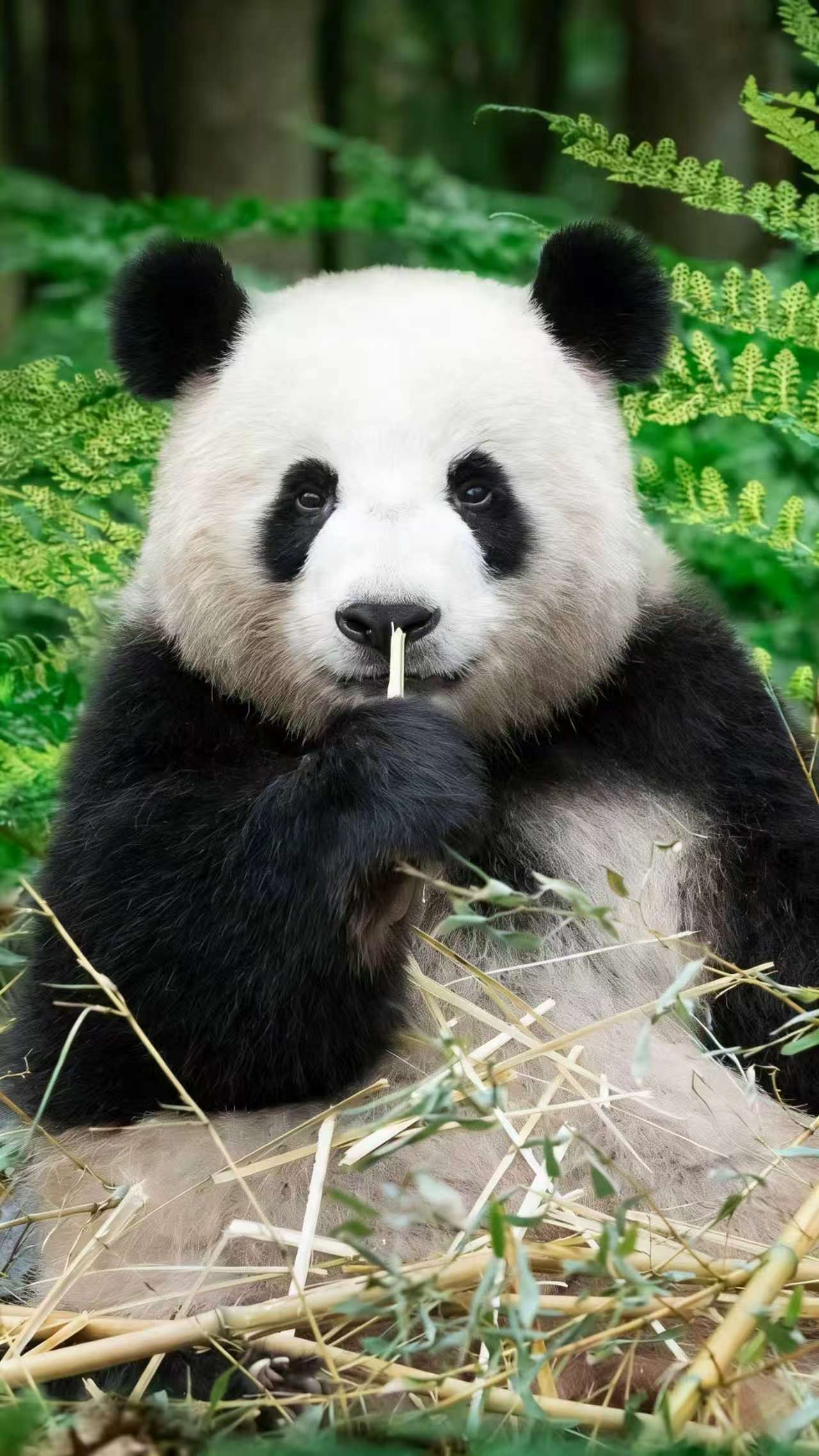 Chengdu – travel guide and highlights for first-time visitors to China