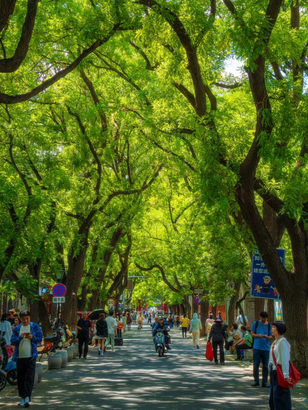 Ancient scholar trees arching over Guozijian Street in Beijing's hutong district