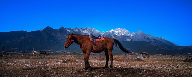The Perfect 2-Day Lijiang Itinerary for First-Time Visitors (2026)