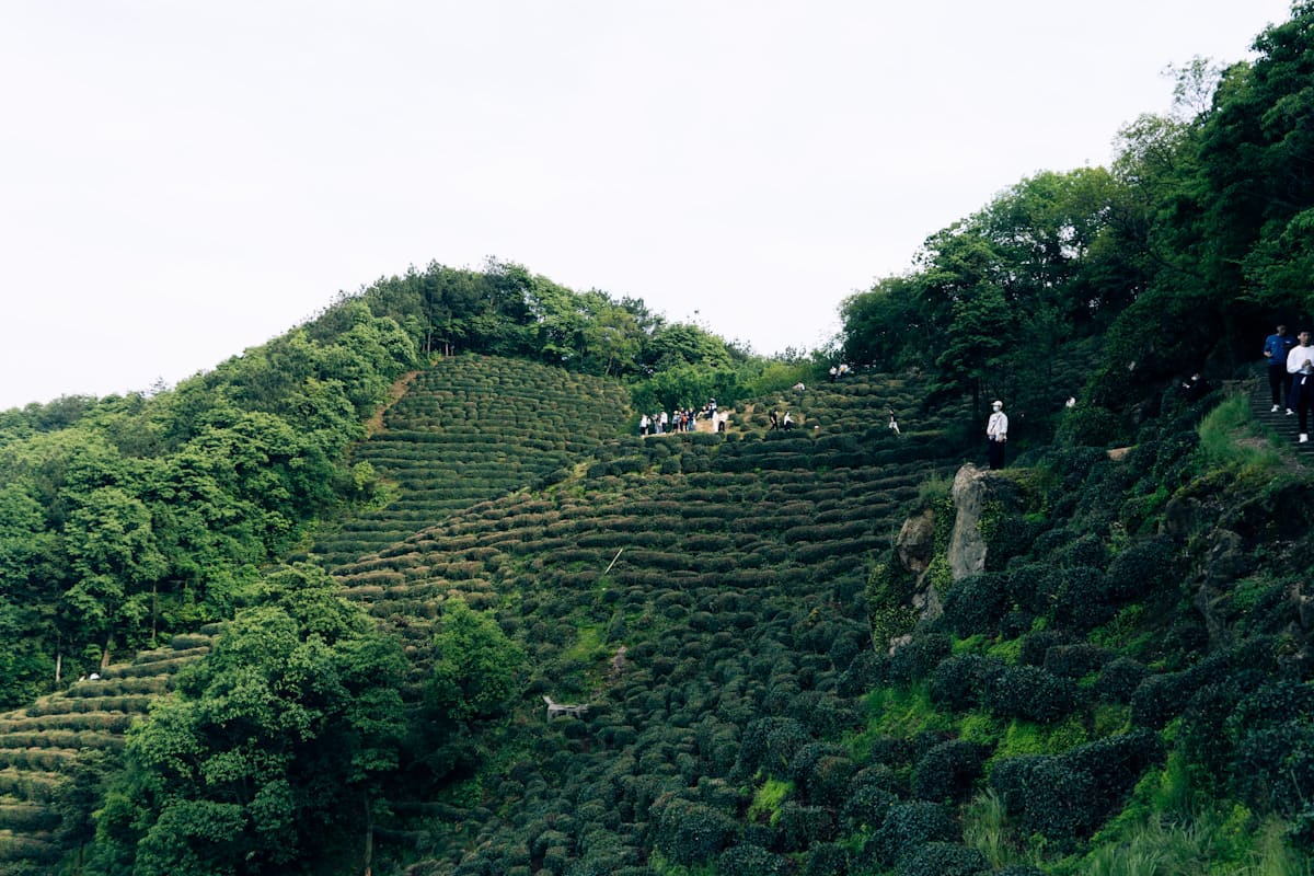 Visitors walk the tea-terrace paths above Longjing Village — the hillside trails are free to wander