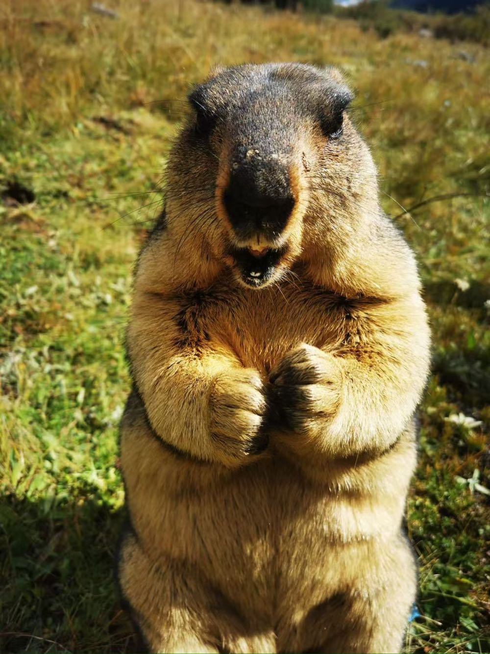 The marmot that took cookies from our hands, standing up on the herder's grassland