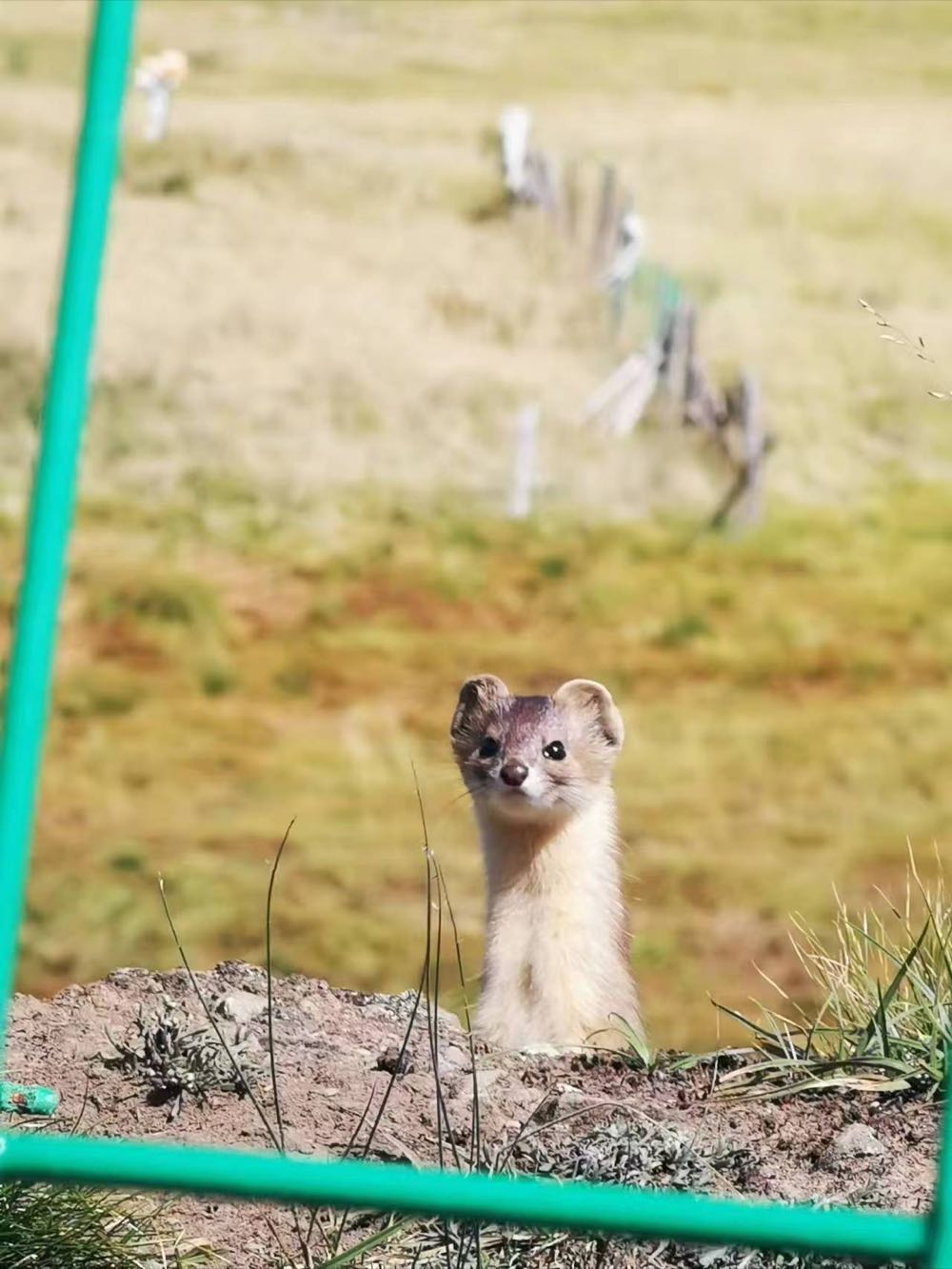 The mountain weasel peeking out of his mud-wall apartment beside the road